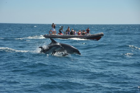 Observing dolphins and visiting the coastal caves from Albufeira